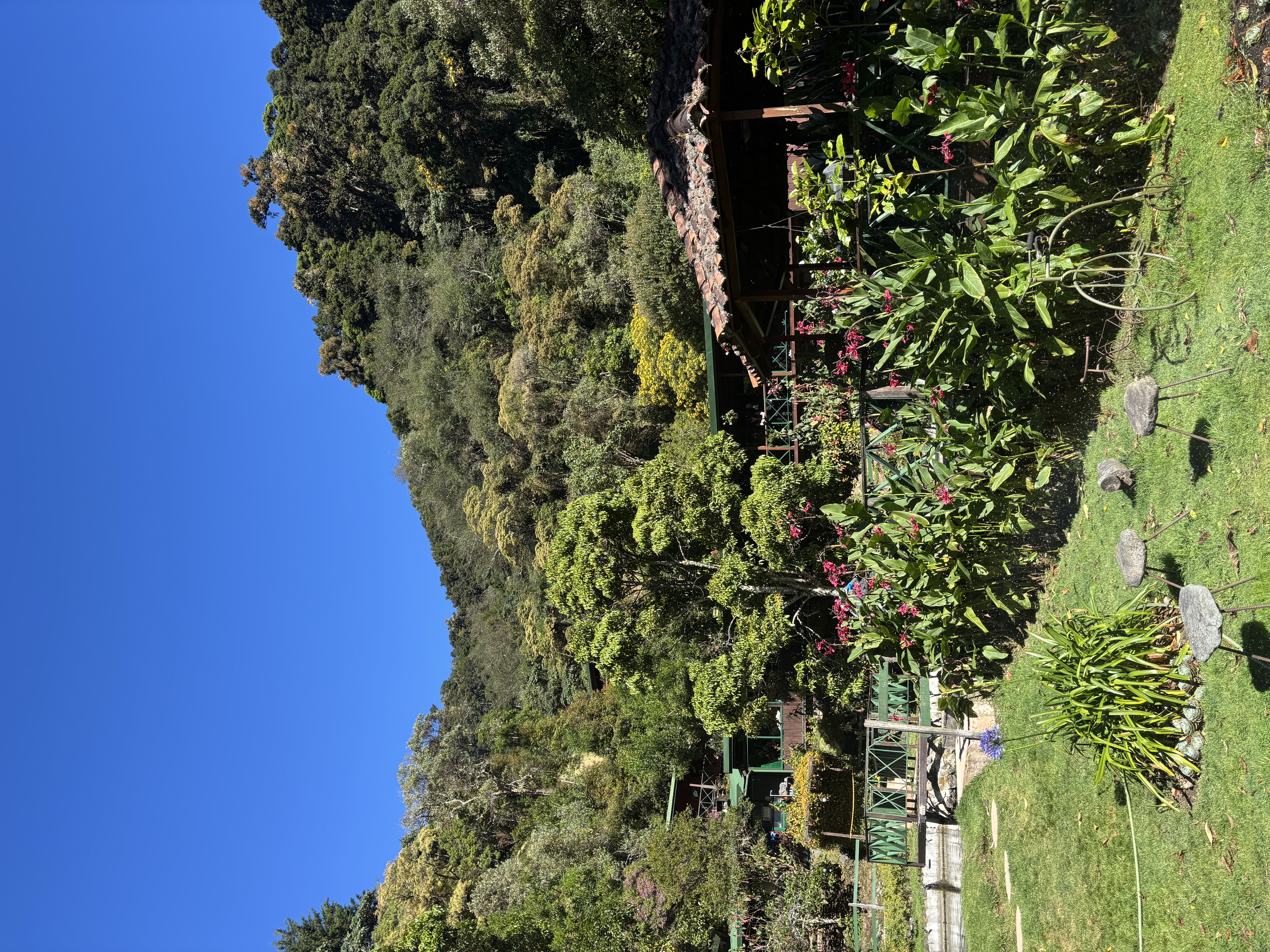 Cloud forest