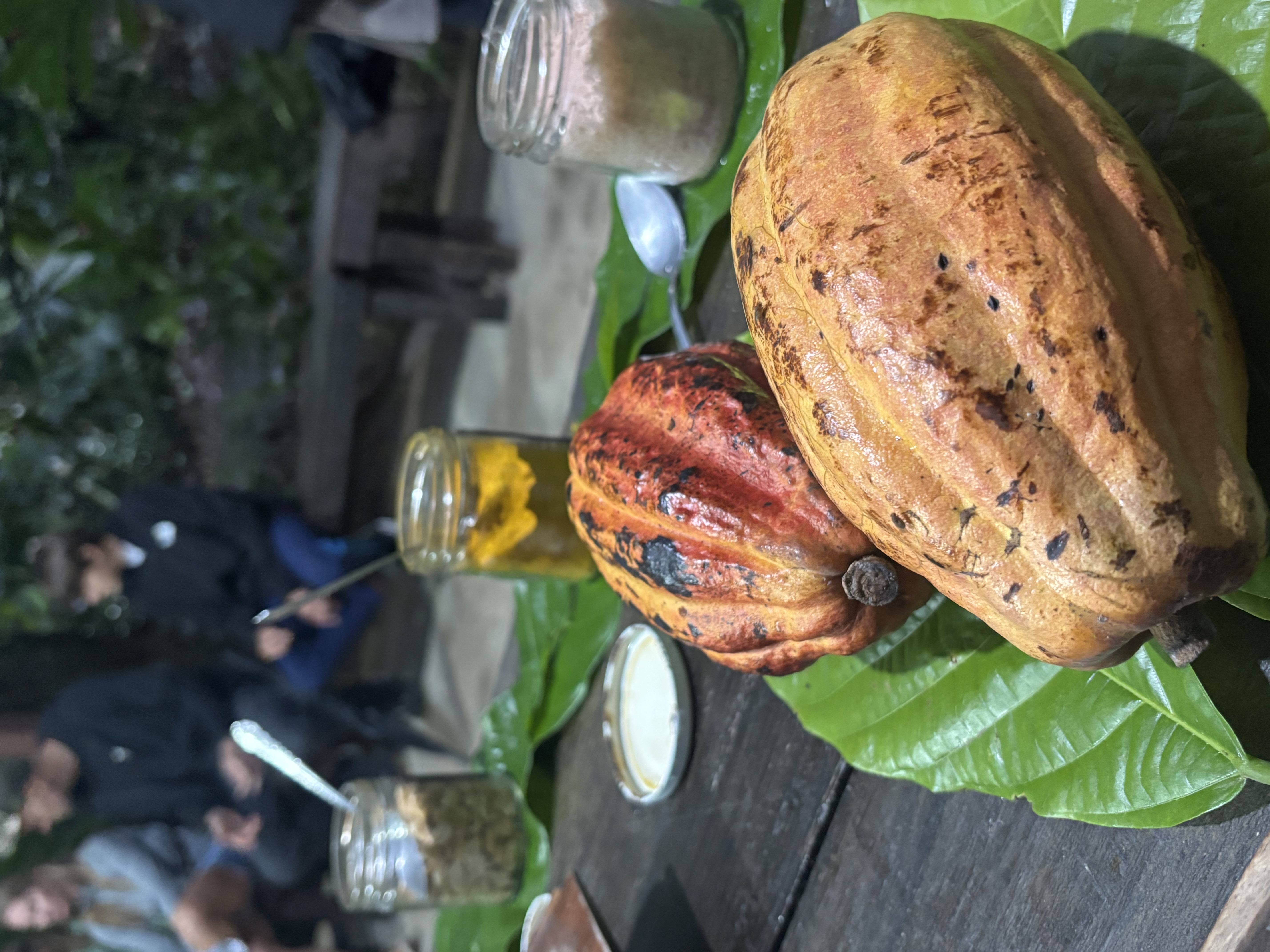 Cacao